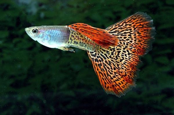 guppies for sale. Guppies